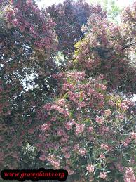 Image result for Dodonaea