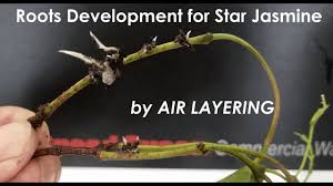Like many shrubs, jasmine (jasminum officinale) can be propagated through stem cuttings, sliced from the plant and allowed to grow. Do Star Jasmine Cuttings Root In Water ç»œçŸ³è—¤ é£Žè½¦èŒ‰èŽ‰å¯ä»¥æ°´åŸ¹ç¹æ®–å— Youtube