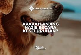 Apakah Anjing Najis Secara Keseluruhan | Bimbingan Islam HD phone wallpaper