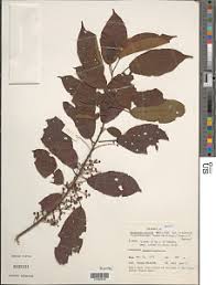 Image result for Macaranga spinosa