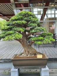 Pin Oleh Moben58 Di Bonsai Insp3 Dekorasi