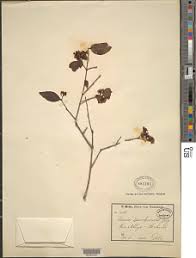 Image result for Olinia rochetiana