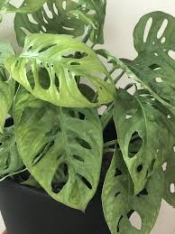 Monstera Adansonii