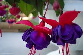 Pin On Flowers