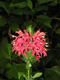 Pachystachys Spicata Botanischer Garten Garten Universitat
