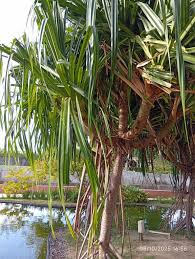 Image result for Pandanus