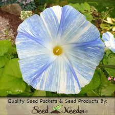 Flying Saucers Morning Glory Seeds Ipomoea Purpurea Morning Glory Seeds Morning Glory Flowers Garden Vines