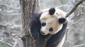 Последние твиты от panda security (@panda_security). Giant Pandas May Roll In Horse Poop To Feel Warm Science News