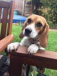 Beagle Puppy Rescued From Research Lab Beagle Puppy Beagle Rescue Cute Beagles