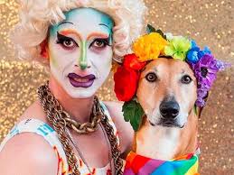 Three to See: Pride Street Fest, Cat Meet-Up in the Park and FALCONET