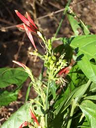 Image result for Justicia odora