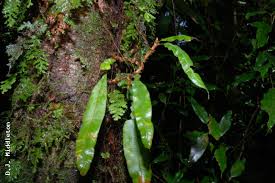 Image result for Oleandra