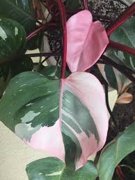 Pink Princess Philodendron Hanging Plants Plants Hanging Plants Diy