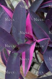 Of sun & water, best color appears in the brightest light. Tradescantia Pallida Pink Stripes Media Database