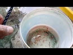 Breeding Bettas Success We Have Eggs Friday Afternoon Youtube Betta Fish Care Betta Fish Betta
