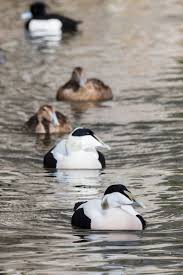 Eider (duck of genus somateria), somateria mollissima. Eiderenten Spuren Den Fruhling