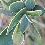 Image result for Mascarenhasia