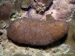 Image result for Pleurostylia capensis