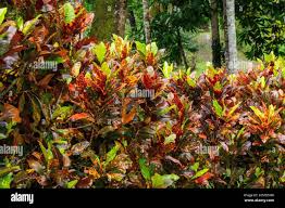 Image result for Croton dichogamus