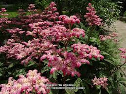 Image result for Rodgersia chocolate wings