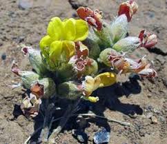 Image result for Pearsonia