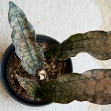 Image result for Sansevieria kirkii