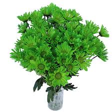 Check out our flower daisy green selection for the very best in unique or custom, handmade pieces from our shops. Lime Green Daisy Flower Enhanced Fiftyflowers Com