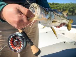 Mullet, croakers and minnows are going to be successful and entice some of some may argue snook are the best fish to catch on this list. How To Catch Snook From The Beach Arxiusarquitectura