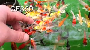 Crush up koi pellets using a blender or mortar and pestle until they are in a fine powder. Pin On Cute 3