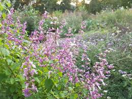 Image result for Ocimum labiatum