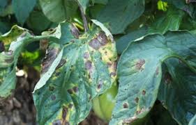 Image result for tomato seedling early blight