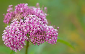 Seed pods are valued in dried flower arrangements. What Is Swamp Milkweed Learn About Swamp Milkweed Benefits In The Garden