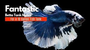 What are bettas compatible with? 50 Awesome Betta Tank Mates That Can Live With Bettas