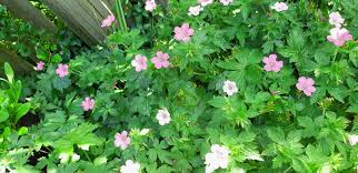 In many western christian cultures, holly is a traditional christmas decoration, used especially in wreaths and illustrations, for instance on christmas cards. Invasive Garden Plants Hubpages