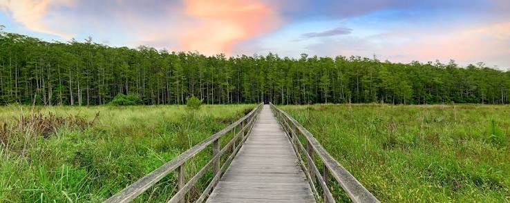 Corkscrew Swamp Sanctuary | Audubon