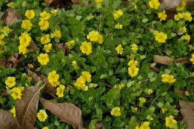 Image result for Pasaccardoa procumbens