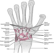 measurement of range of motion of the wrist and hand