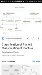 Classification About Plant Kingdom In Flow Chart Brainly In