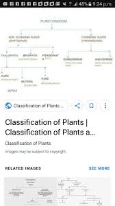 classification about plant kingdom in flow chart brainly in