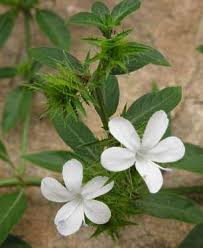Image result for Barleria whytei