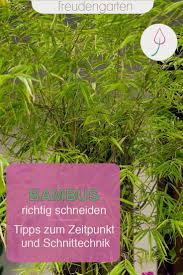Bambus Schneiden In 2020 Bambus Schneiden Bambus Garten Gartentipps