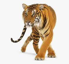 It is a very clean transparent background image and its resolution is 3000x2100 , please mark the image source. Tiger Png Transparent Background Tiger Png Png Download Kindpng