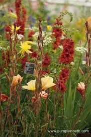 Daisy Roots Nursery Wins Gold At Chelsea Pumpkin Beth Perfect Plants Plants Dry Garden