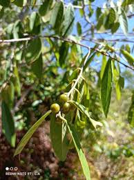 Image result for Bridelia micrantha