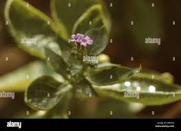 Image result for Teedia lucida