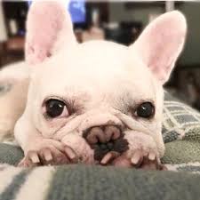 Maybe you would like to learn more about one of these? Broadmoor East Veterinary Clinic Veterinarians 4218 E Pershing Blvd Cheyenne Wy Phone Number