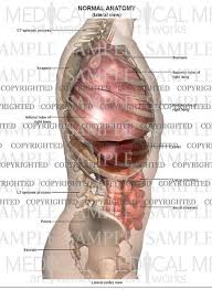 There are two sphincters of the stomach, located at each orifice. Lateral Anatomy Of The Abdomen And Chest Medical Art Works