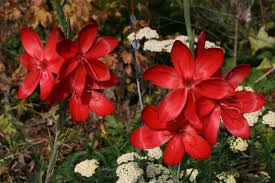 Image result for Hesperantha petitiana