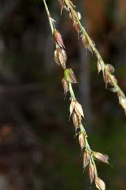 Image result for Alloteropsis