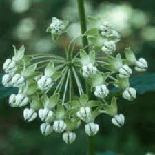 There are some imposters out there. Milkweed Seeds For Sale Milkweed Seeds Bulk Everwilde Farms